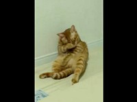 毛づくろい中の元保護猫・アズドラくん。飼い主さんが電気をつけるとーー（画像提供：アズドラさん）