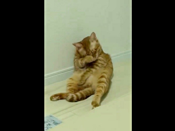 毛づくろい中の元保護猫・アズドラくん。飼い主さんが電気をつけるとーー（画像提供：アズドラさん）