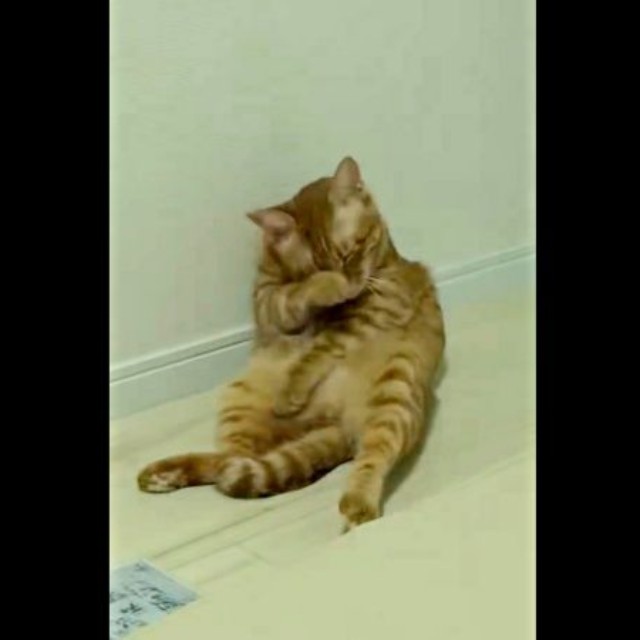 毛づくろい中の元保護猫・アズドラくん。飼い主さんが電気をつけるとーー（画像提供：アズドラさん）