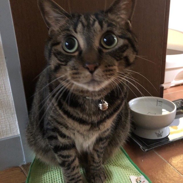 狭いところが大好き。丸い目が可愛い