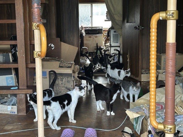 今年の夏に立ち会った多頭飼育現場