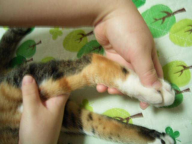 脚をマッサージするなど、できる限りのことをした＝さわさきみさき(下半身不随の猫が2匹、軽い脳障害が1匹、他1匹＝4匹）（@sawasakimisaki）さん提供
