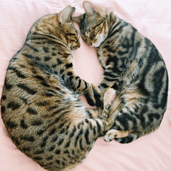 おでこをごっつんこ！ すやすや眠る（左から）はらみさんとかるびさん（画像提供：べじたりあん。）