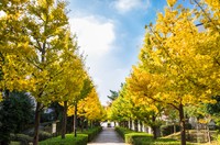 普通のイチョウ並木はこんな感じですよね（oben901/stock.adobe.com）※画像はイメージ