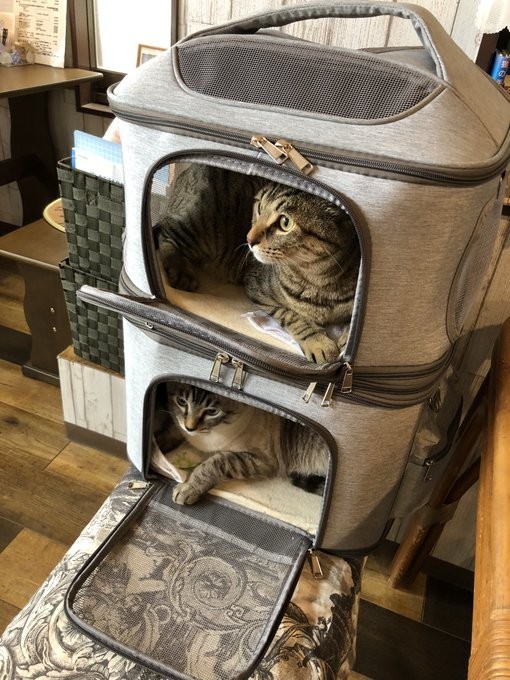 ライブ時に来てくれる兄妹猫