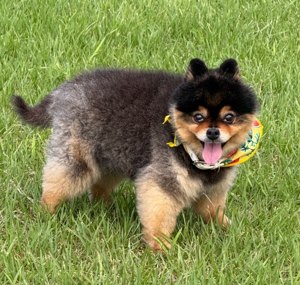 まん丸フォルムが愛らしいたろ吉ちゃん（画像提供：たろ吉（メスのポメ）の飼い主さん）