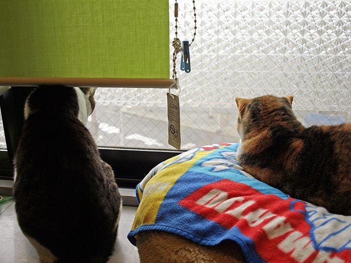 窓辺からも２匹でニャルソック