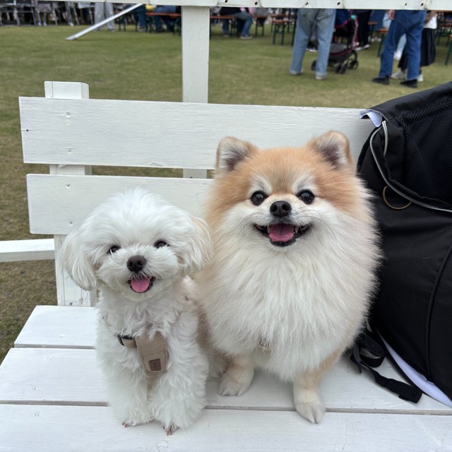 うるちゃんと同居犬のそるちゃん（右）（ぷりてぃーぬさん提供）