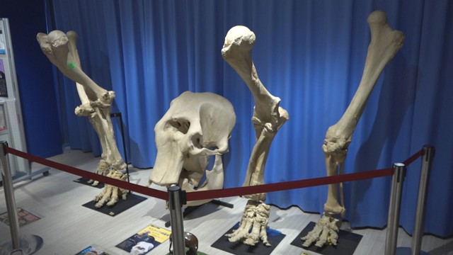 インドゾウ（池田動物園メリー）骨格標本のレプリカ