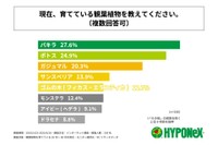 育てている観葉植物