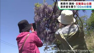 １００メートルにわたる藤棚が見頃　宮城・栗原市