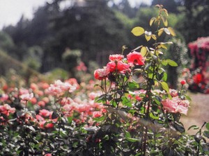 恋人がくれた7万円のピンクの財布を喜べない私に友達が言った「どんな服装でも友達」