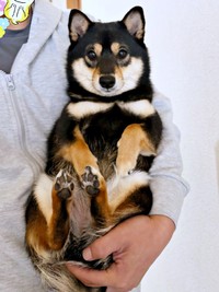 パパの腕の中にすっぽりとおさまるこまちちゃん（画像提供：黒柴 こまちさん）