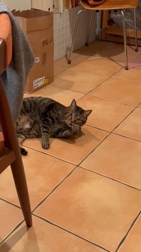 注意を受けているときの猫さんの態度に14万人がクギヅケ（動画からキャプチャー／提供：宗方脩さん）