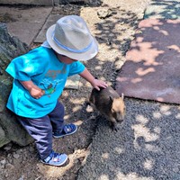 カピバラに触れる3歳の息子さん（画像提供：ちぬ 3yさん）
