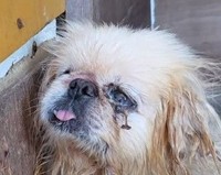 シニアになり繁殖に使えなくなると「不要犬」とされ、買い取り業者へ転売されそうになった…（北村さん提供、Instagramよりキャプチャ撮影）※画像はトリミングしています