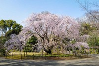 六義園の一本桜（東京都）（提供画像）