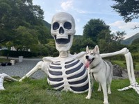 骸骨にも全く怖気付く様子なしのサムくん（提供：𝘴𝘢𝘮さん）