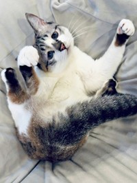 猫漢字「出」の形になったミントちゃん（画像提供：ぴえん猫ミントさん）