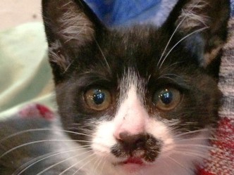 お宿の「看板猫」ランキング発表　１位は由布院のチョビ