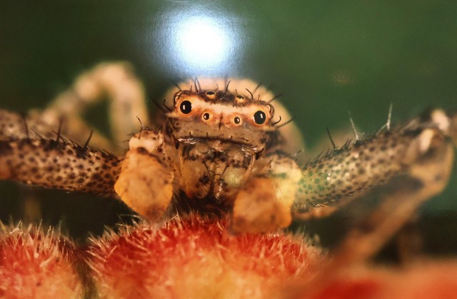 つぶらな８個の単眼を持つカニグモの写真作品