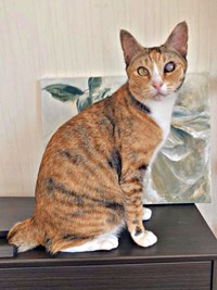 縞三毛柄が素敵なさごしちゃん（画像提供：ネムノキさん）