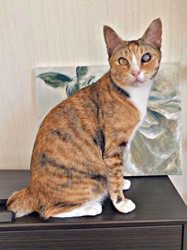 縞三毛柄が素敵なさごしちゃん（画像提供：ネムノキさん）