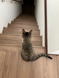 まだまだ小さいうしろ姿（画像提供：むぎときびさん）