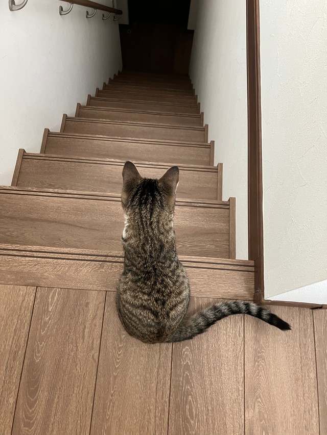 まだまだ小さいうしろ姿（画像提供：むぎときびさん）