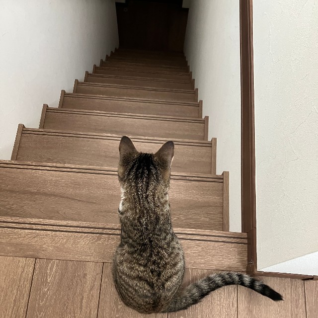 まだまだ小さいうしろ姿（画像提供：むぎときびさん）