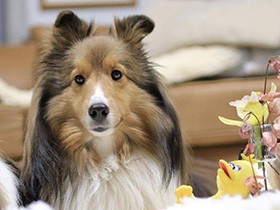 振り返ると見つめてくれる瞳がかわいい！　食いしん坊なシェルティ「イヴ」