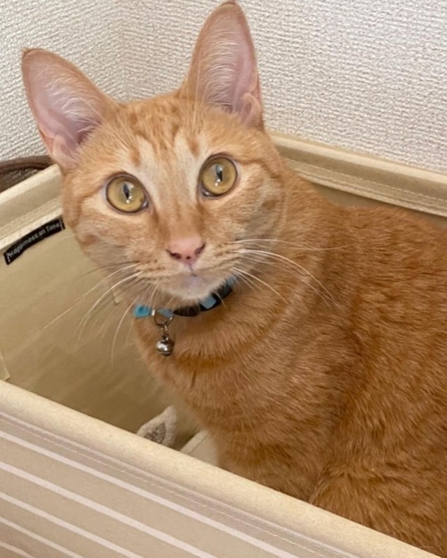 名前を呼ぶと「にゃ〜ん」と返事をしてくれる