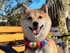 たくさんお友だちに出会えたワン　オフ会を楽しんだ豆柴「小春」