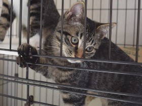 猫の路上死、大分市で２２６８件　殺処分を上回る　交通事故など