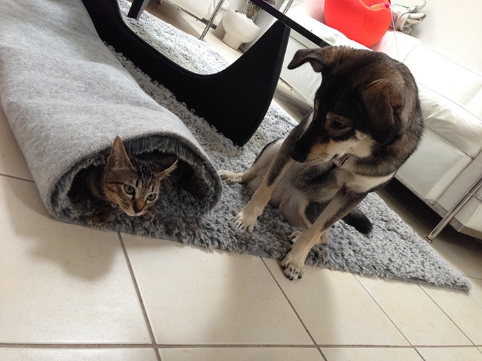 掃除機を掛けるために畳んだラグにナッチャンが潜り込む。それを見守るマメ