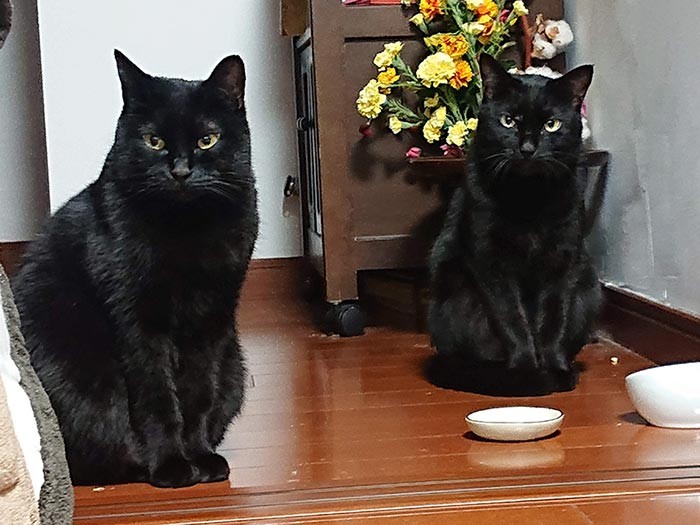 いなくなった黒猫ロック（右）と、間違って保護した黒猫（第８章）。飼い主さんは「このままうちの子になってもらっても」と２匹とも飼うつもりのようだ