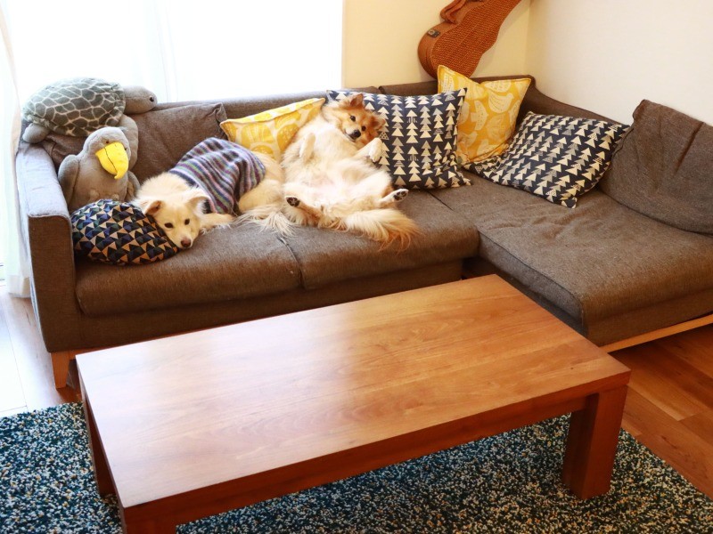 現在のわが家のソファはほぼ大福用