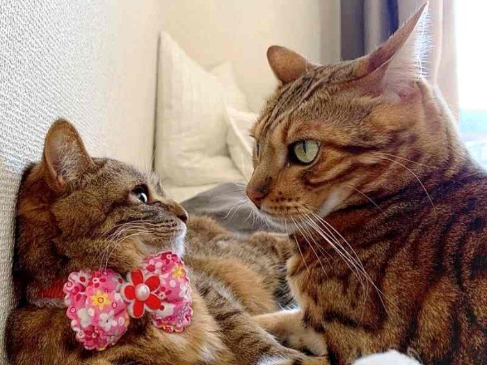 お兄ちゃん猫ロディくんと