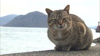 にゃんにゃんにゃんの日　ネコで有名な香川・佐柳島へ