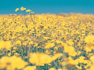 母も見たという生死の境のお花畑。連れ戻してくれたのは我が子だった