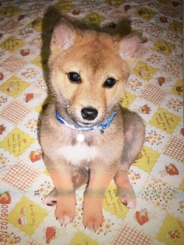 家にきたころの「大吉」