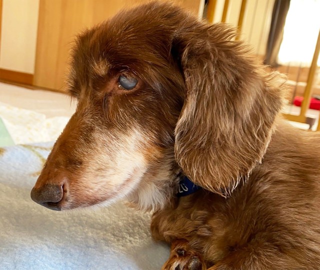 こまちゃんと一緒に過ごしていただける方、ぜひともリアンにご連絡を！