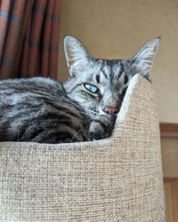 何かを見透かしたような目をしている＝chi_puc_noa_yuz2828さん提供