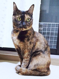 サビ柄が素敵なレディになったぽんずちゃん（画像提供：きのひとまるさん）