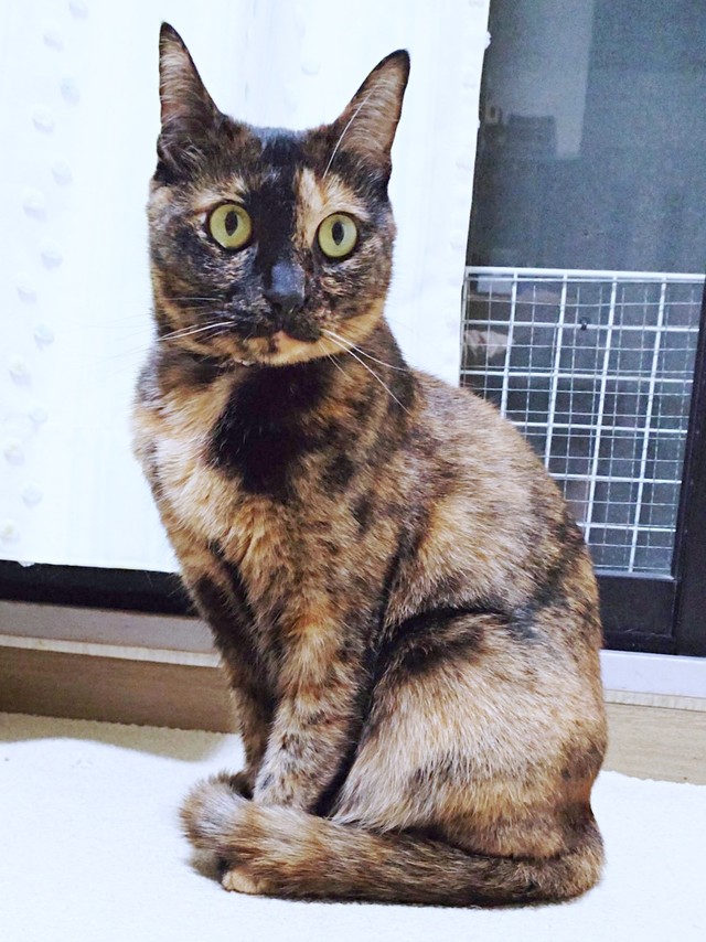 サビ柄が素敵なレディになったぽんずちゃん（画像提供：きのひとまるさん）