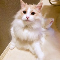 ゴージャスな被毛が素敵なもなかくん（画像提供：を子さん）