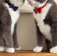 絶対に負けられないキャットウォークの戦い（提供：わがやのねこさん）※一部トリミング