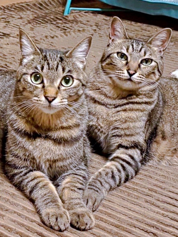 仲良しきょうだい（左から）トロくん、ノノちゃん（画像提供：siestaさん）