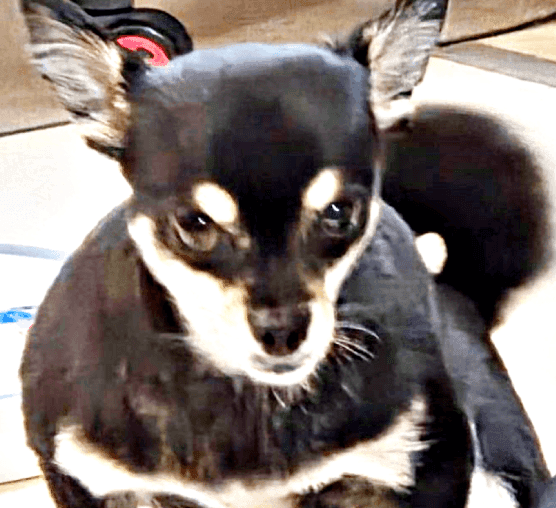 思わず二度見！ マッチョなポーズを披露した禄ちゃん（画像提供：ろく子さん）