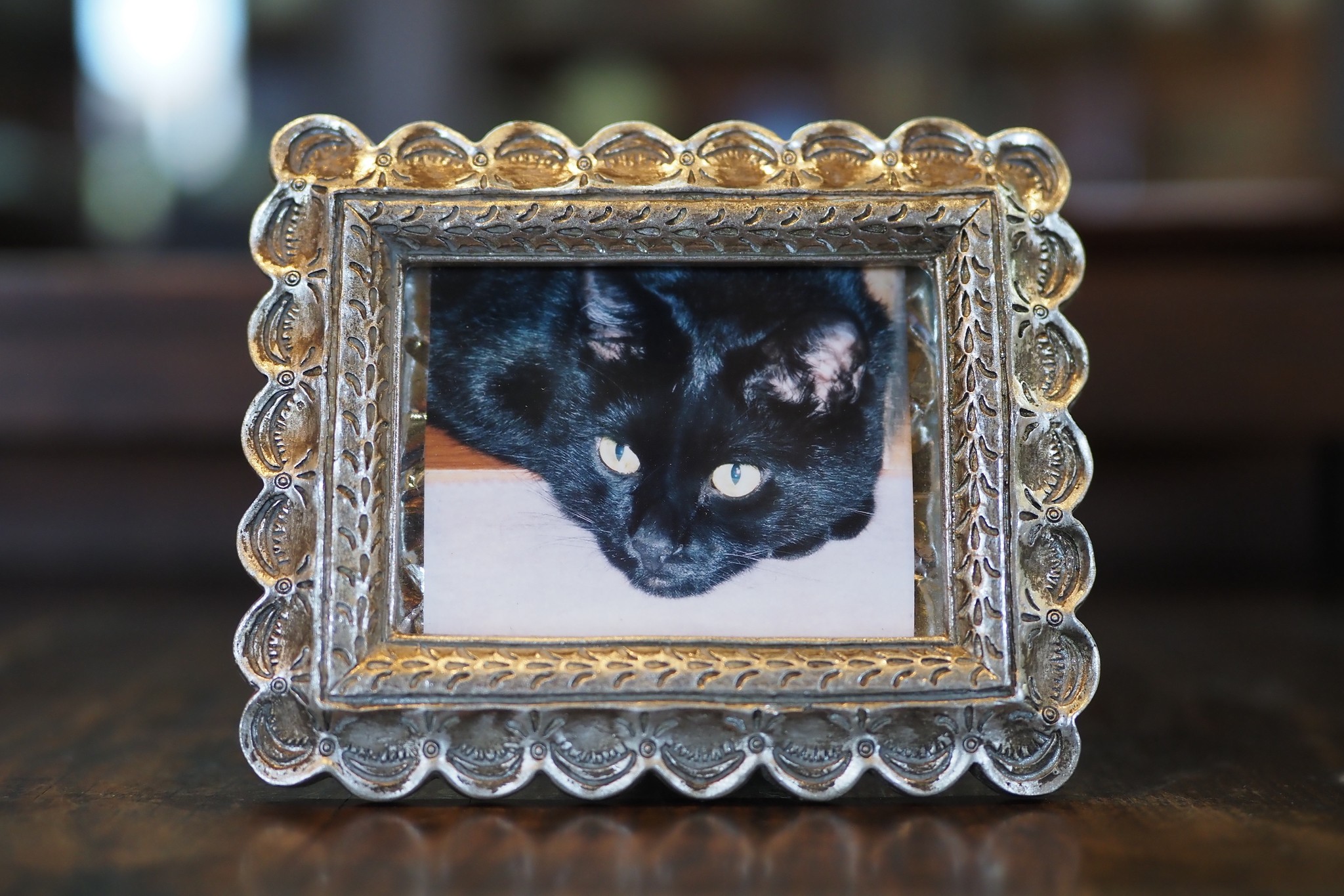 ブリティッシュショートヘアの猫店長が出迎えてくれる窯元 猫の箸置き